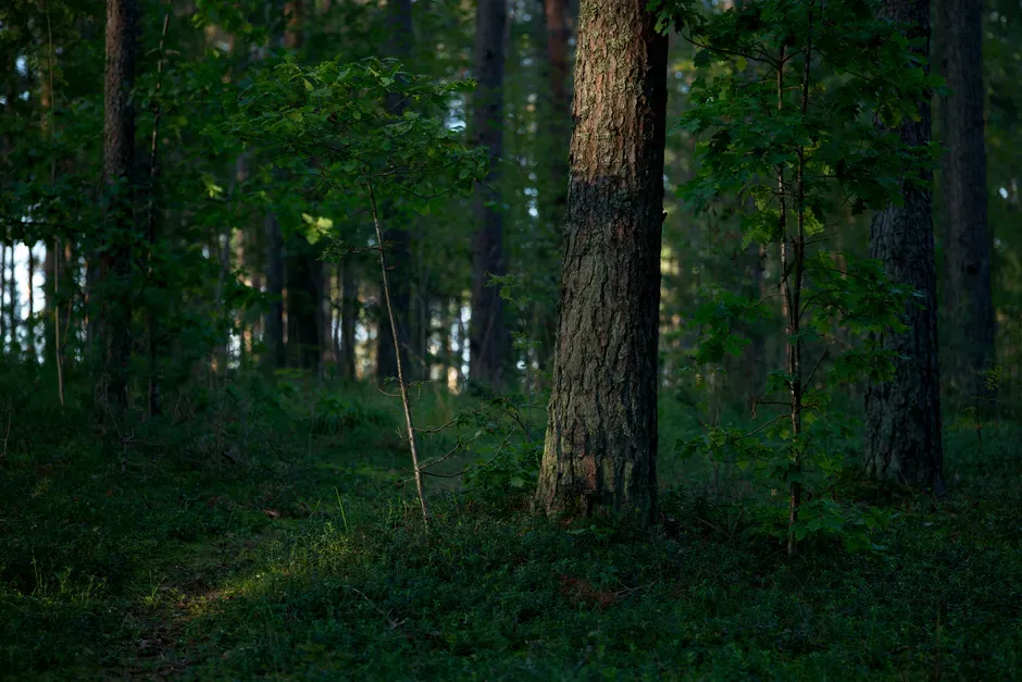 Is silence always a warning? When calm really is calm (Image Credits: Pexels)