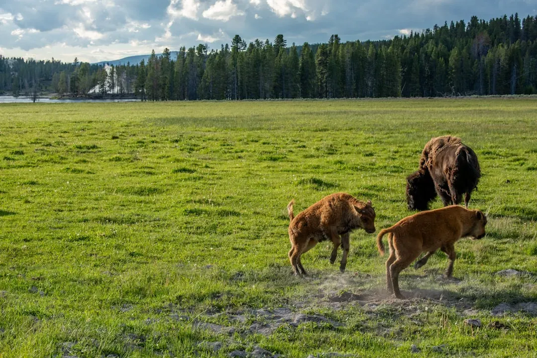 Wildlife, Extremophiles, and an Ecosystem Like No Other (Image Credits: Unsplash)