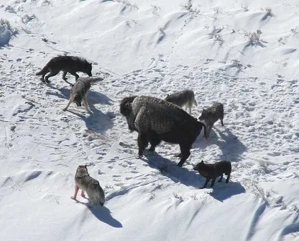 #5 - Wolves, Grizzlies, and a Plains Ecosystem Built to Kill Them (National Park Service [dead link]; available on the Wayback Machine.Used in Muro et al, 2011 -- this image is figure 1(d). The citation there suggests that it was not taken by the authors., Public domain)