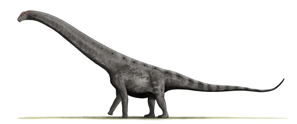 Argentinosaurus: The Colossal Mystery With Only a Few Bones (Image Credits: Flickr)