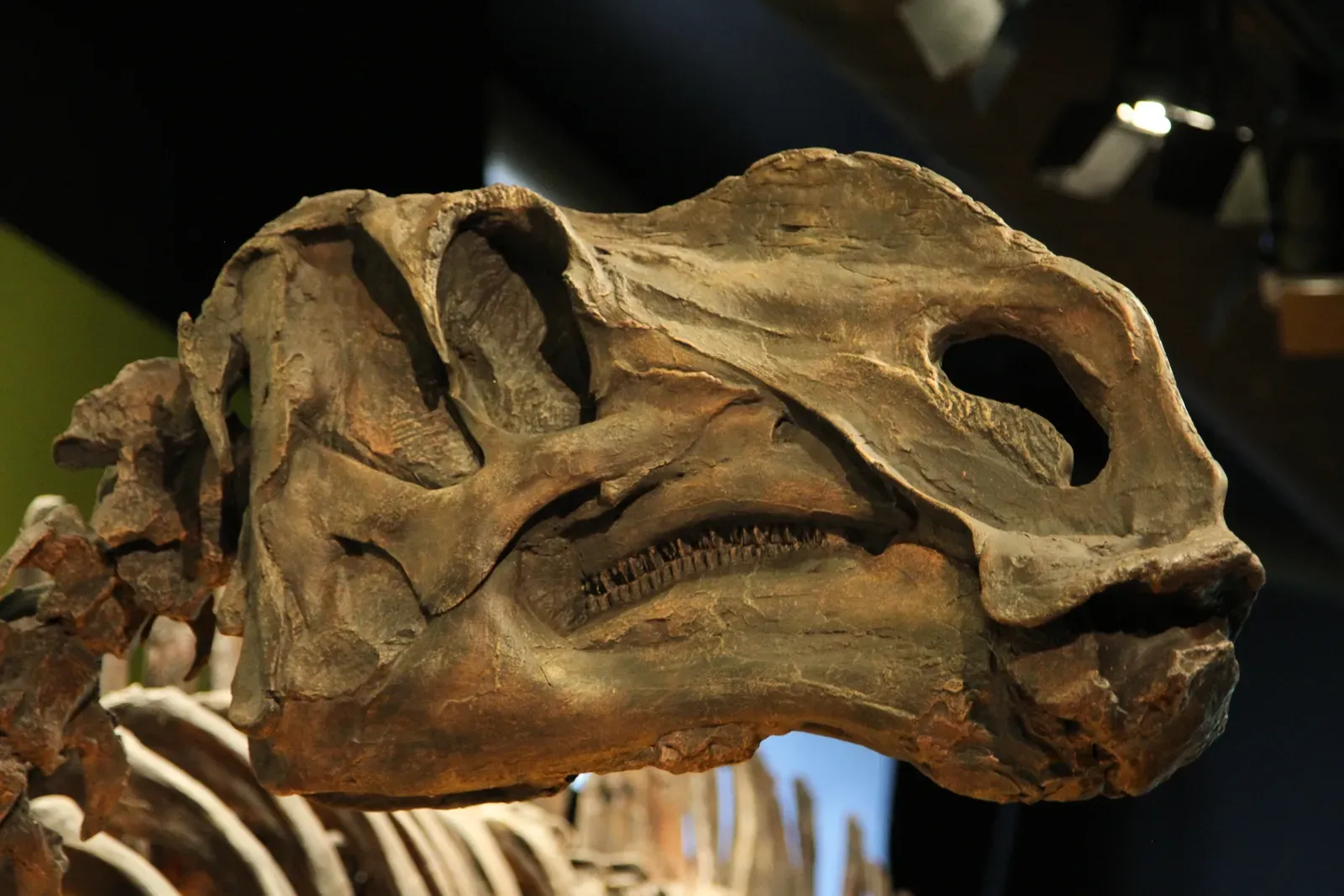 Hundreds of Teeth Working Like a Living Grinding Machine (Skull of Tyrannosaurus RexUploaded by FunkMonk, CC BY 2.0)