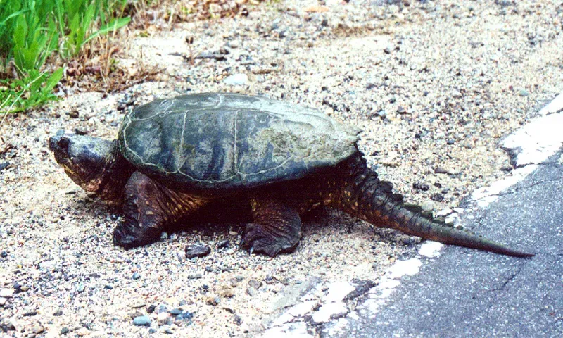 Common Snapping Turtle: The Armored Water Dinosaur (Image Credits: Wikimedia)