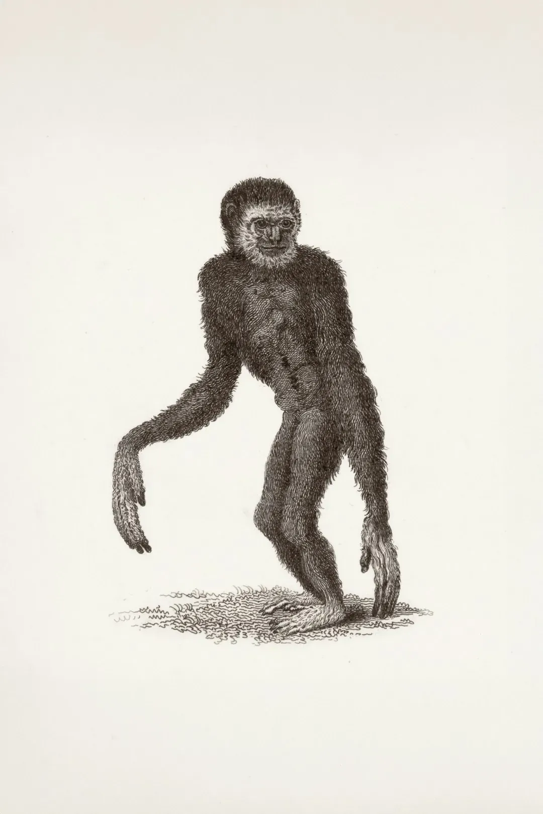 6. Africa's Vanishing Forests Triggered the Rise of Walking Upright (Image Credits: Unsplash)