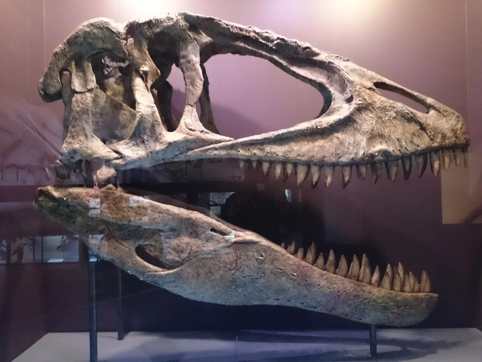 Giganotosaurus Sliced Prey With Shark-Like Teeth (Image Credits: Wikimedia)