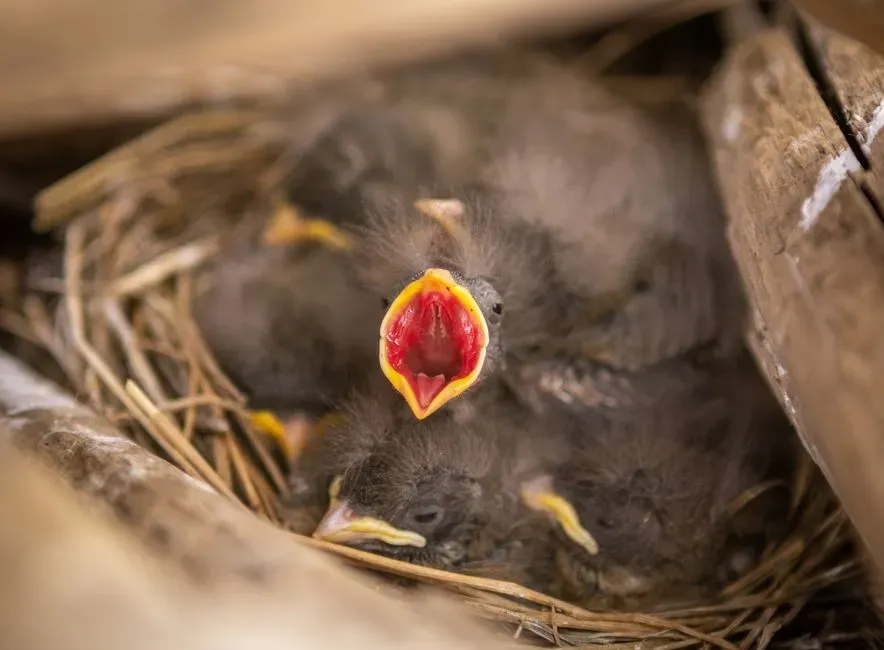 #4 A Nest in the Engine Bay of a Parked Car or Truck (Image Credits: Pexels)