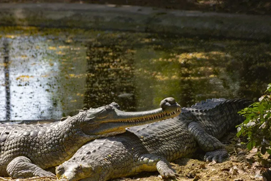 6. Gharials – long‑snouted throwbacks of the river (Image Credits: Pexels)