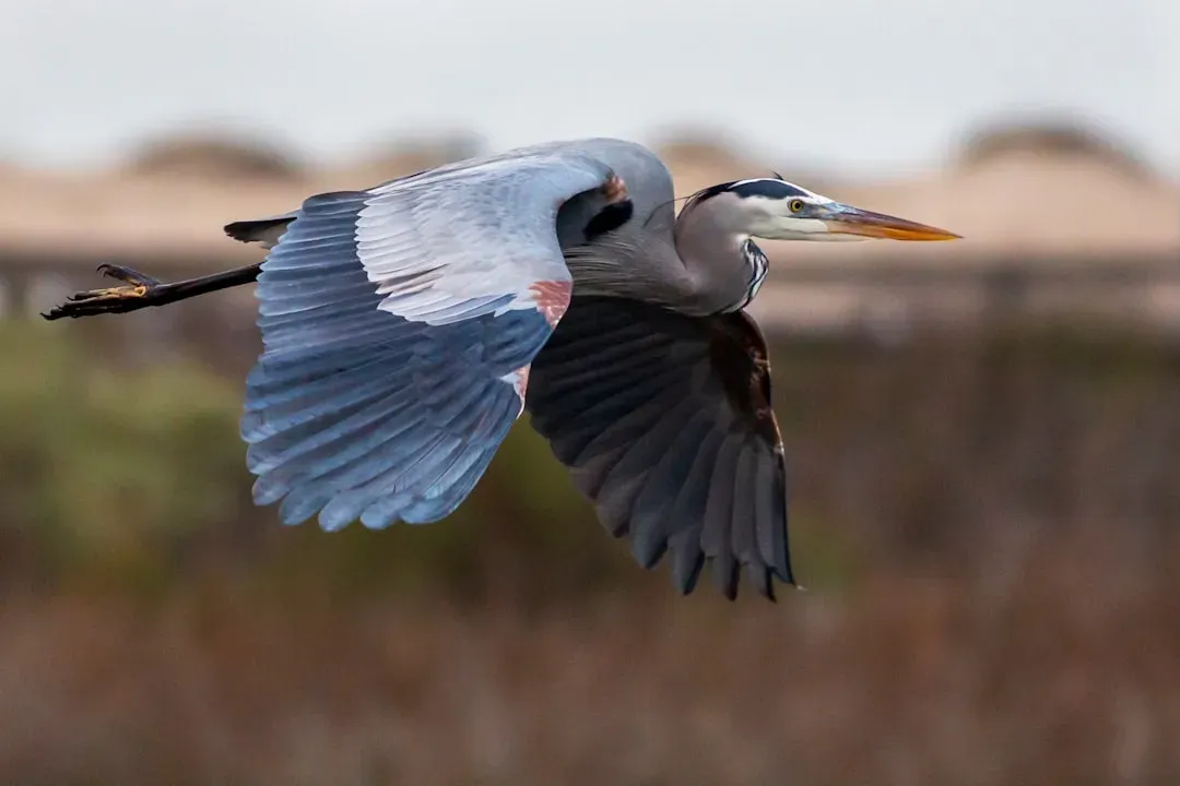 Herons and Egrets: Slow-Motion Jurassic Stalkers (Image Credits: Unsplash)