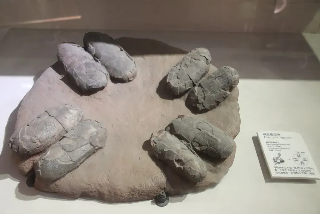 Elongatoolithid Eggs: The Long and Twisted Signature of Oviraptor (Image Credits: Flickr)