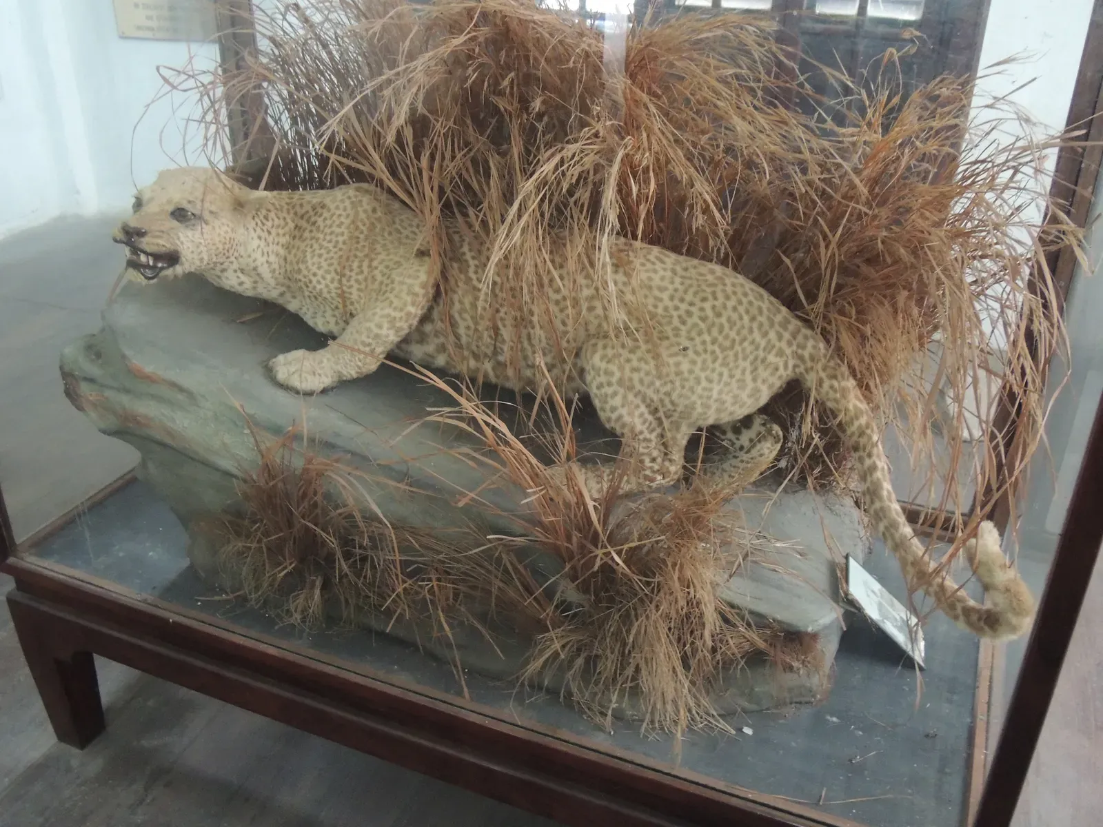 #3 - Zanzibar Leopard: Extinct by Decree, Then Caught on Camera (By Peter Maas, CC BY-SA 3.0)
