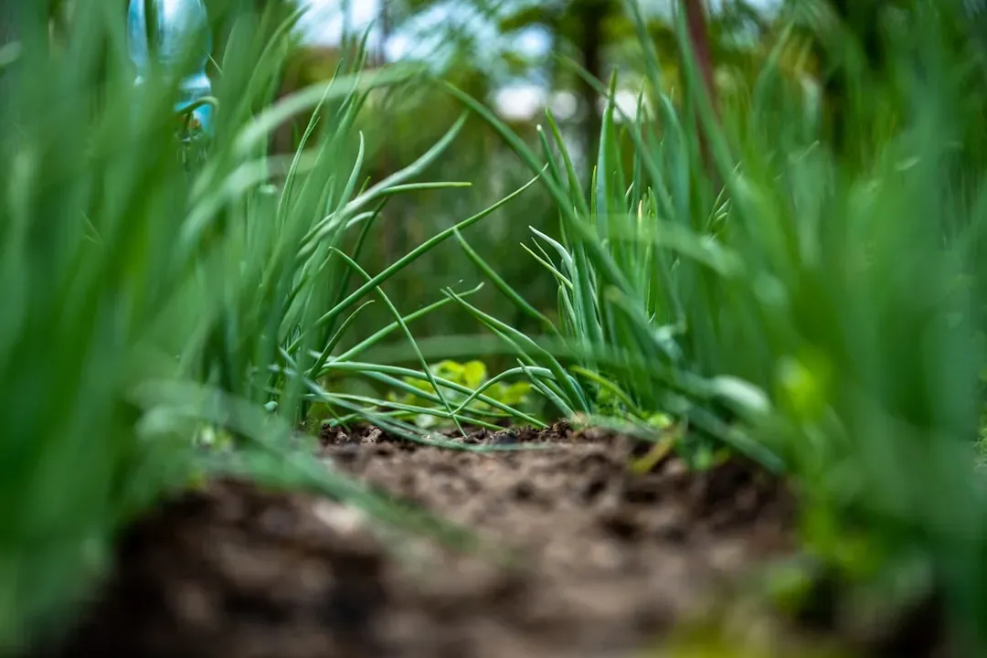 Taurus – Earth That Holds and Nourishes (Image Credits: Unsplash)