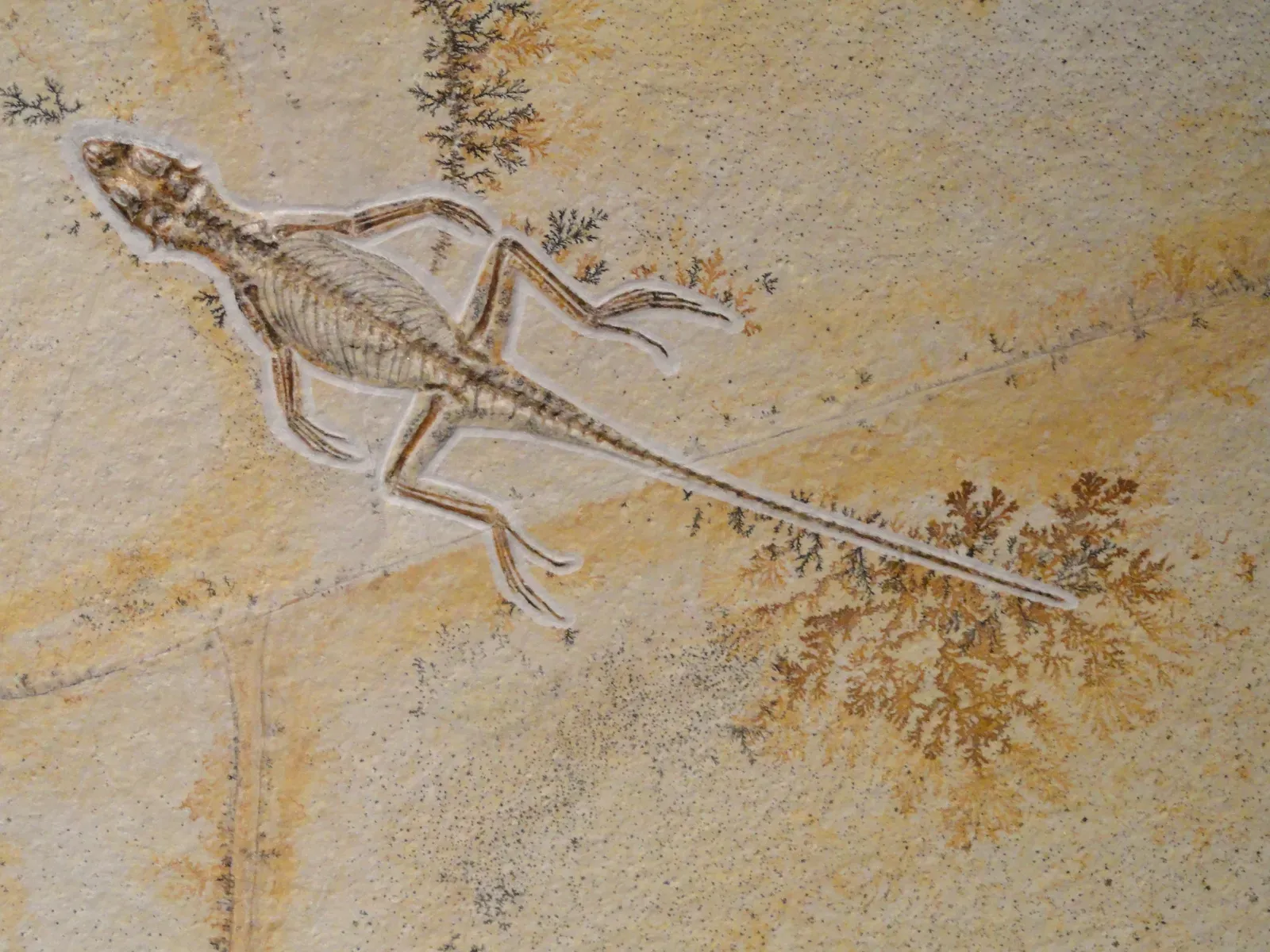 #6 - The Jurassic Lizard That Waited to Be Understood (By Daderot, CC0)