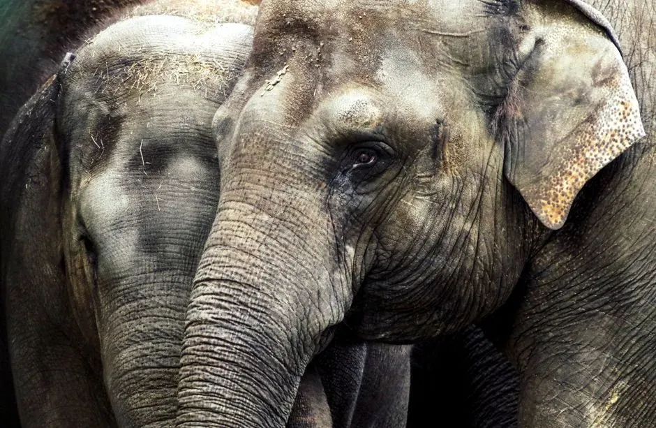 #13 - Elephants Show Empathy Toward Species That Aren't Even Remotely Related to Them (Image Credits: Pexels)