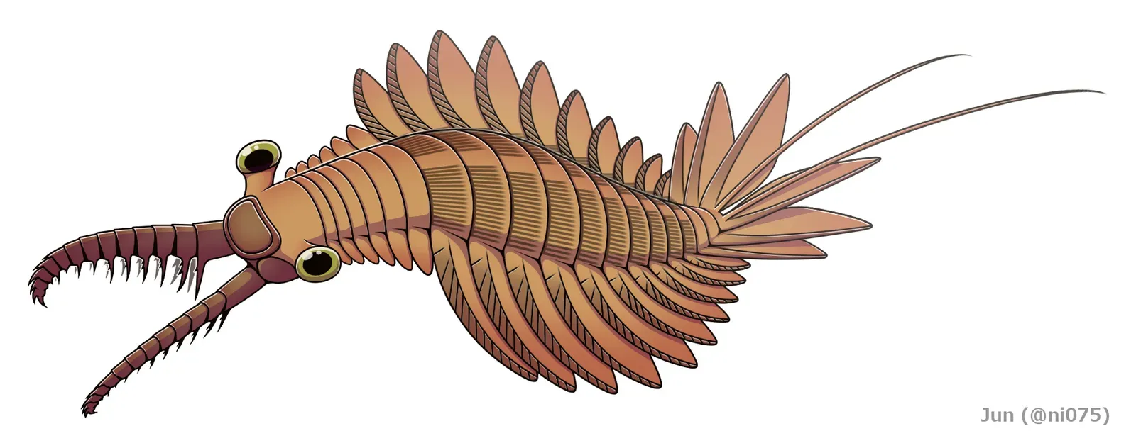 1. Anomalocaris: The World's First Super Predator (Image Credits: Wikimedia)