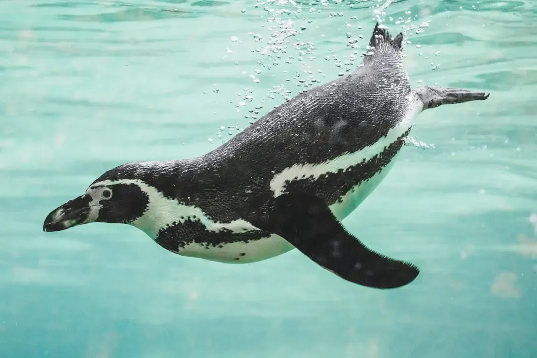 From Air to Water: Why Flying and Super-Swimming Don’t Mix Well (Image Credits: Unsplash)