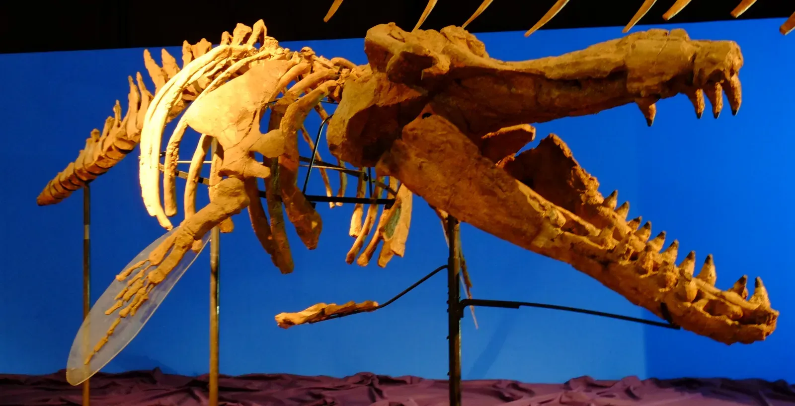 #5 Historical Mysteries: Bones, Crowns, and the Battle Over the Past (噛み癖, CC BY-SA 2.0)