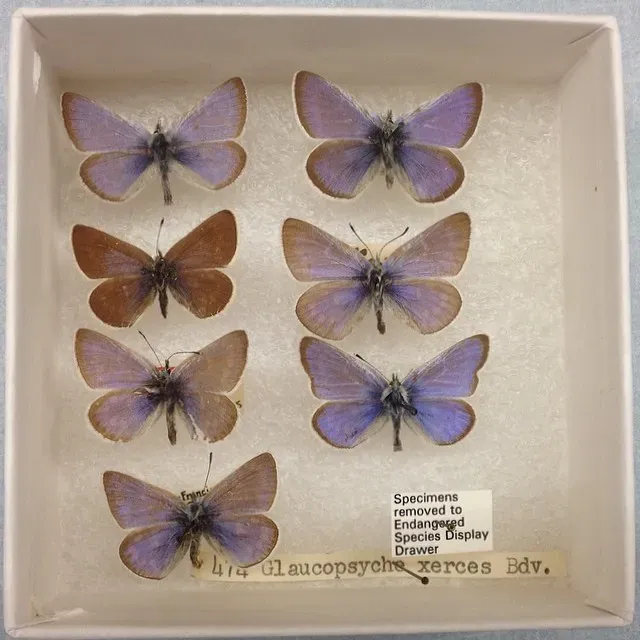 #17 - The Xerces Blue Butterfly's Extinction Has an Identity Problem (By Brianwray26, CC BY-SA 4.0)