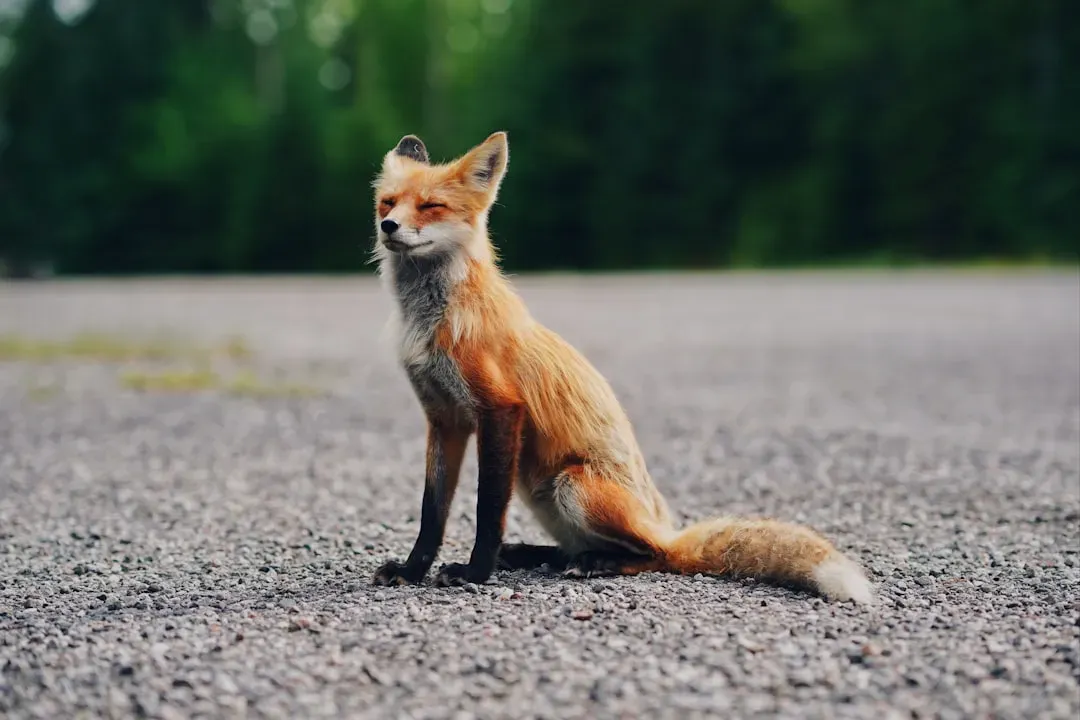 Fox Wisdom: Unleashing Your Creative Problem-Solving Genius (Image Credits: Unsplash)