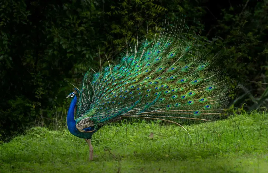 #9 - Evolution Sometimes Builds Things That Make Survival Harder (Image Credits: Pexels)