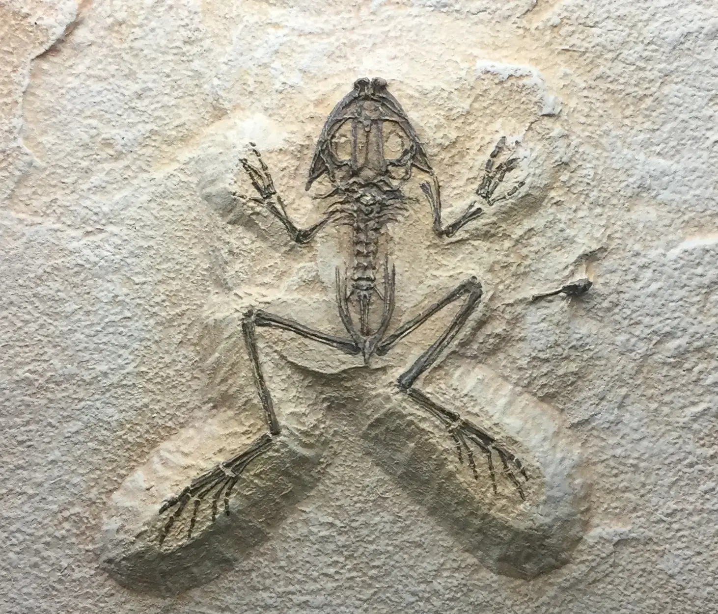 #2 - An Ice Age Frog Waited Since the 1950s to Get a Name (By Hispalois, CC BY-SA 4.0)