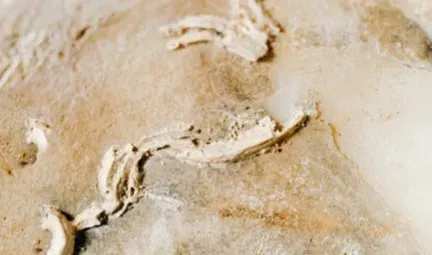 #11 - A Bird's Gland, Preserved Down to the Original Fat Molecules (Image Credits: Pexels)