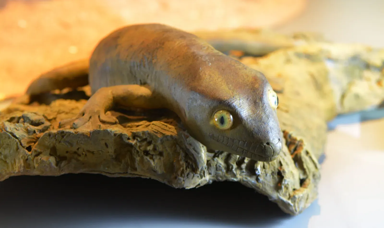 #14 - The Giant Gecko Rebuilt From One Dusty Taxidermy Mount (By Lamiot, CC BY-SA 4.0)