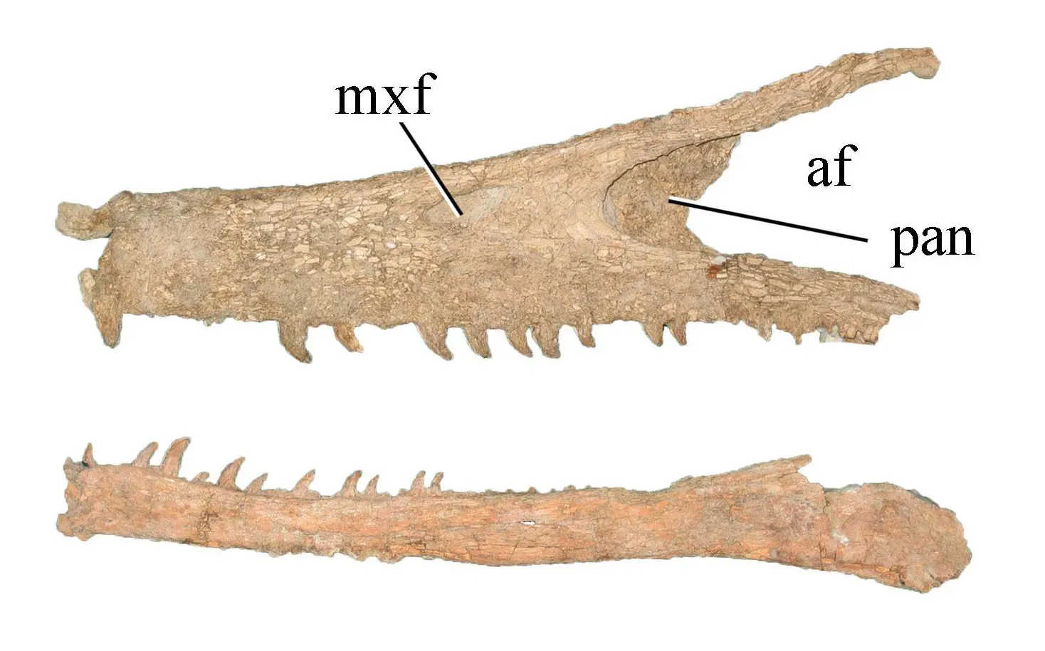 A Long-Snouted Raptor That Defied Expectations ((2019). "Paravian Phylogeny and the Dinosaur-Bird Transition: An Overview". Frontiers in Earth Science 6: 252. DOI:10.3389/feart.2018.00252., CC BY 4.0)
