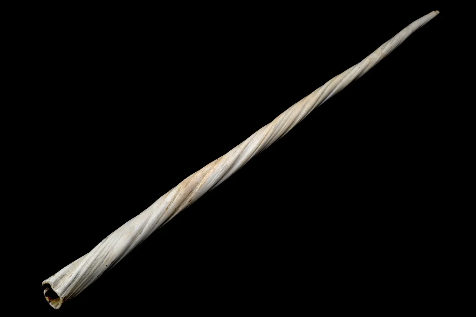 #4 - The Unicorn Horns That Were Actually Whale Tusks (CC BY 4.0)