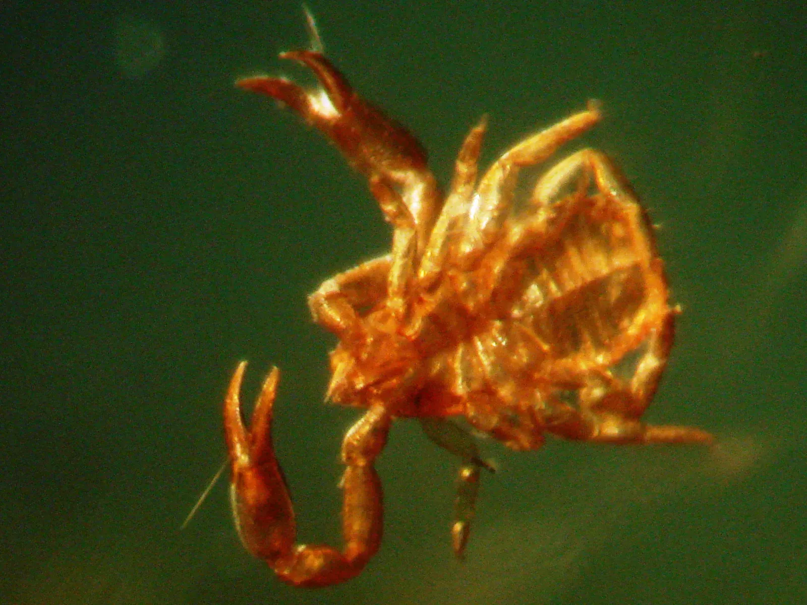 #5 - The "Pseudoscorpion" With a Completely Wrong Blueprint (By Anders L. Damgaard - www.amber-inclusions.dk -  User:Baltic-amber-beetle, CC BY-SA 3.0)