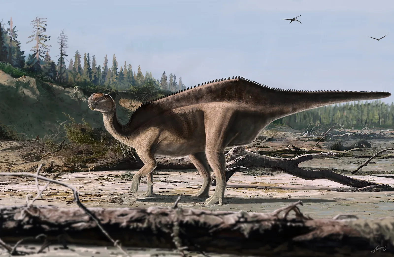 #7 - Those Dinosaur "Sails" Were About Being Seen, Not Staying Warm ("The origins of neural spine elongation in iguanodontian dinosaurs and the osteology of a new sail-back styracosternan (Dinosauria, Ornithischia) from the Lower Cretaceous Wealden Group of England", CC BY 4.0)