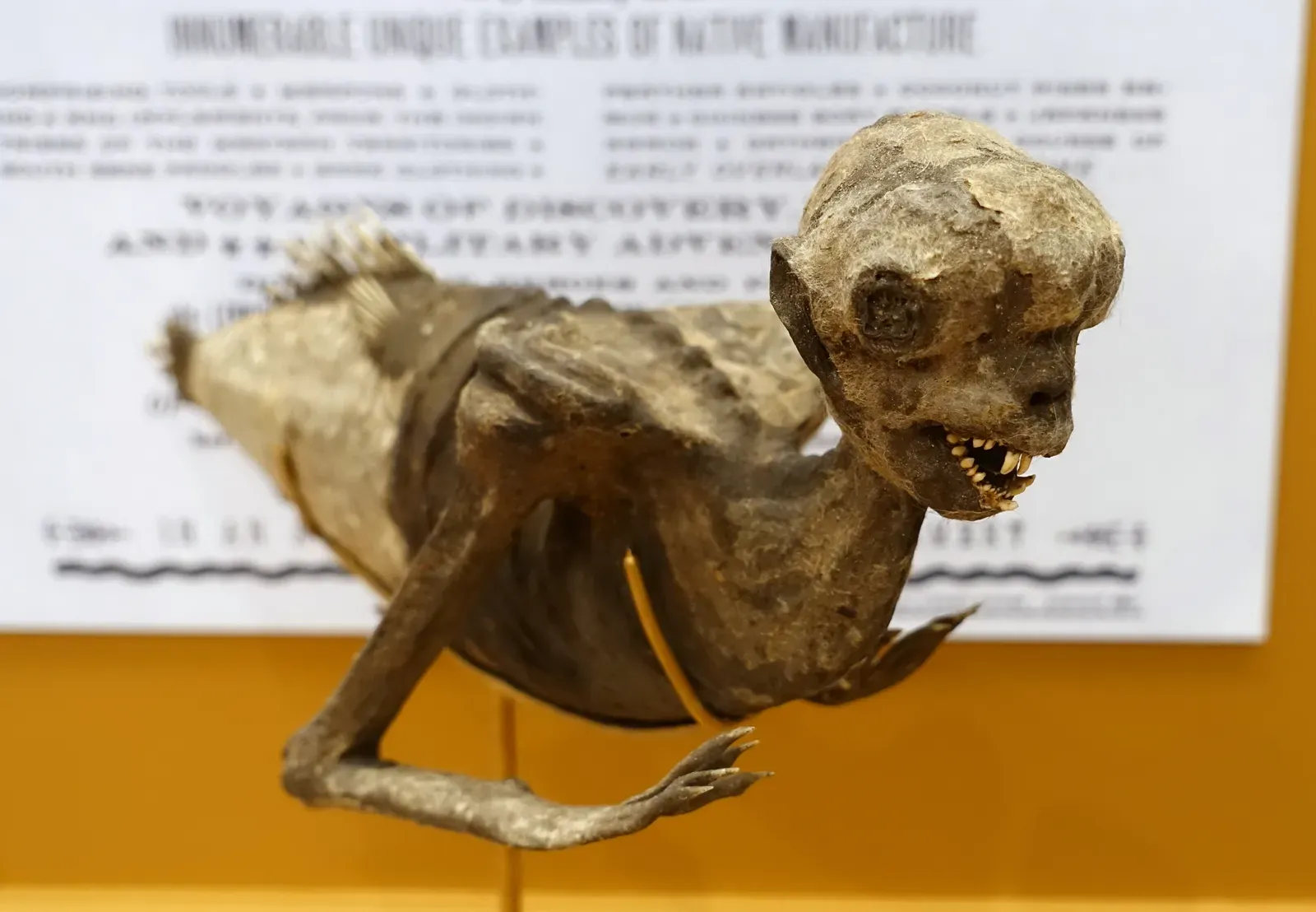 #3 - Barnum's Feejee Mermaid Was a Monkey Sewn to a Fish (By Daderot, Public domain)