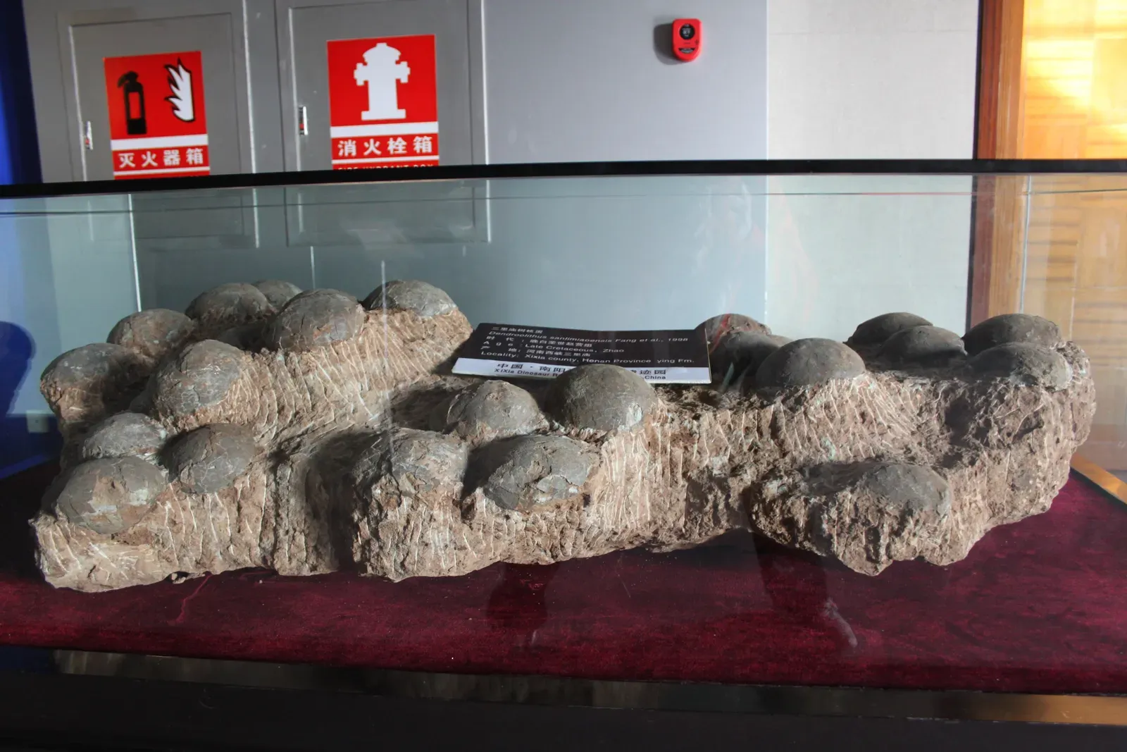 Nests, Eggs, And Growth Rings: Clues That Herds Lasted For Years (By Gary Todd, CC0)