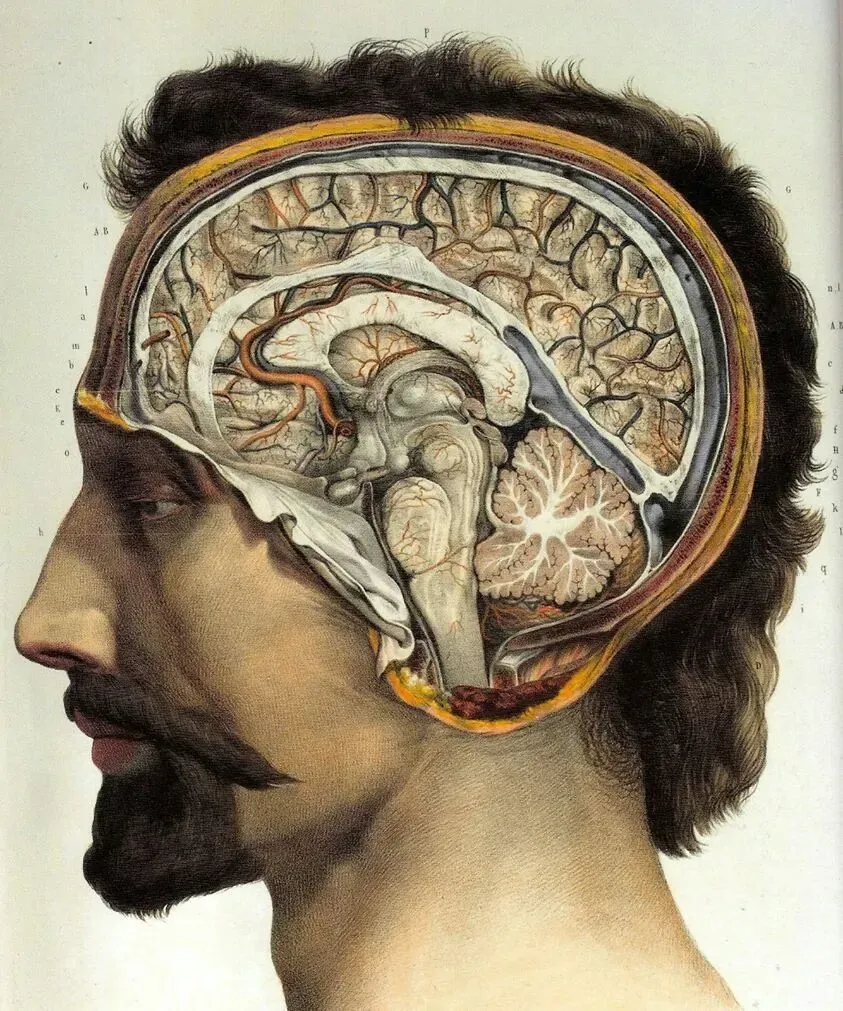 7. Evolution Shapes Your Fears, Cravings, And Bad Habits (By Erald Mecani, CC BY-SA 3.0)