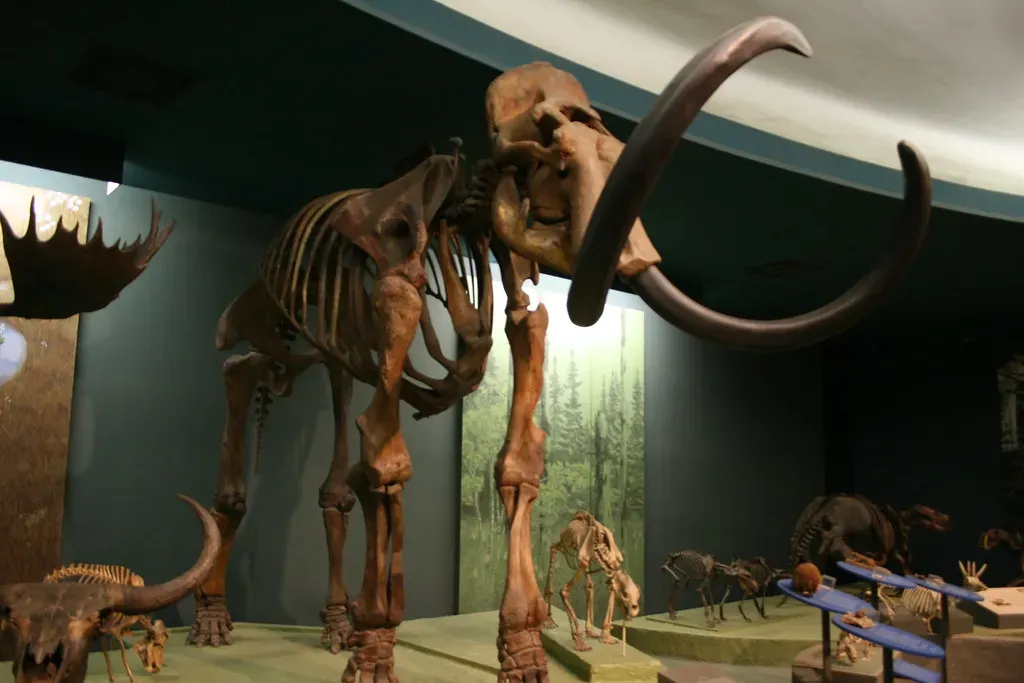 The Cerutti Mastodon Site: Evidence So Old It Defies Explanation (Image Credits: Flickr)
