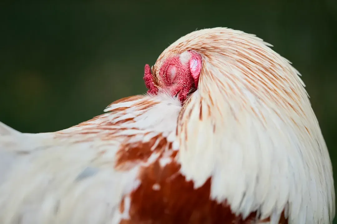 #6 - Tucking the Head Under a Wing to Sleep (Image Credits: Unsplash)