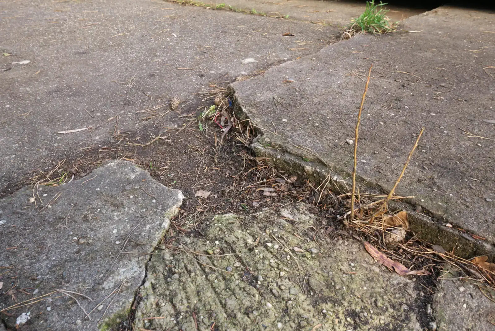 #6 Plant Roots Plotting Their Silent Uprising (By Gordito1869, CC BY-SA 4.0)