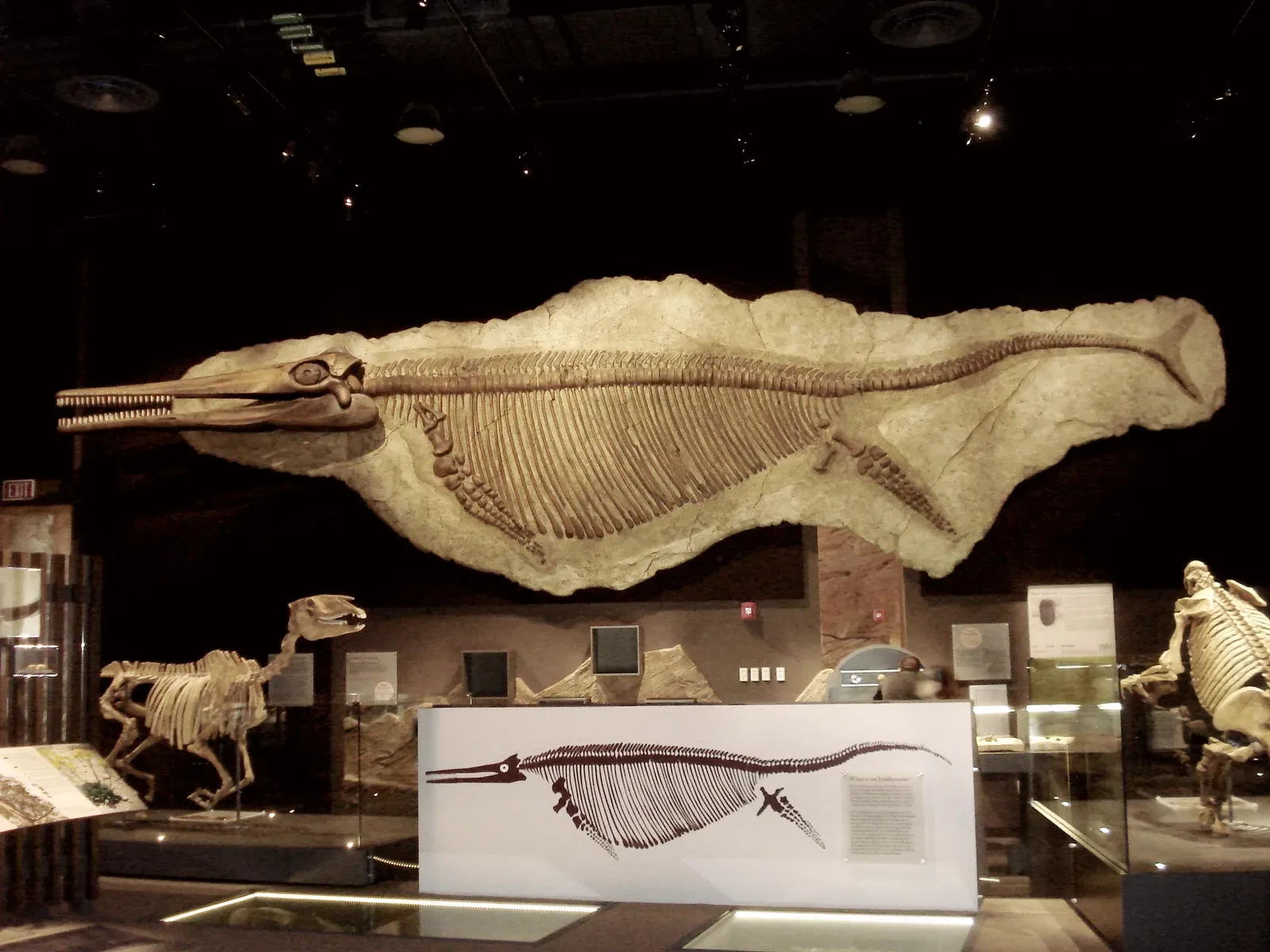 #6 - Nevada's Mountain Desert Hides Some of the Largest Marine Reptiles Ever Found (By Carpenter, Kenneth, CC BY-SA 4.0)