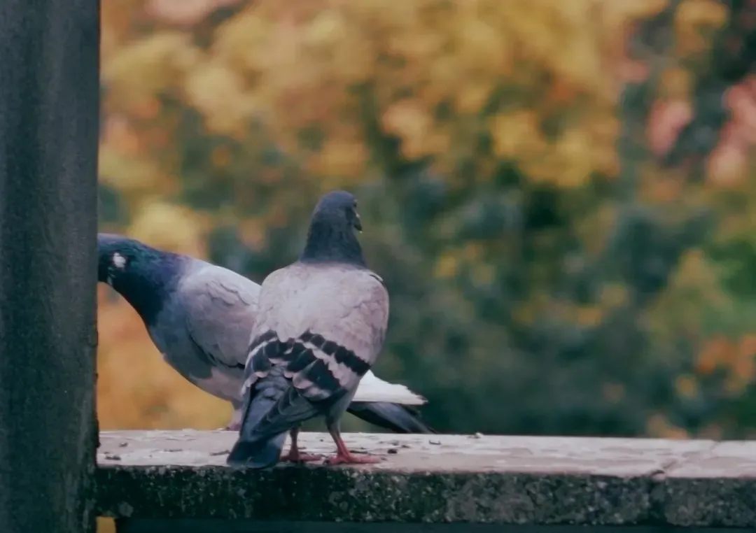 Birds: The Living Answer to the Dinosaur DNA Question (Image Credits: Unsplash)