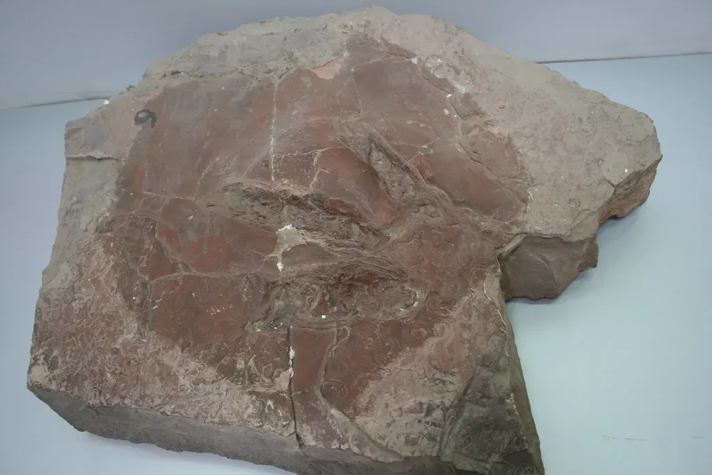 The Fossils That Tell the Story of Ancient Life (Image Credits: Flickr)