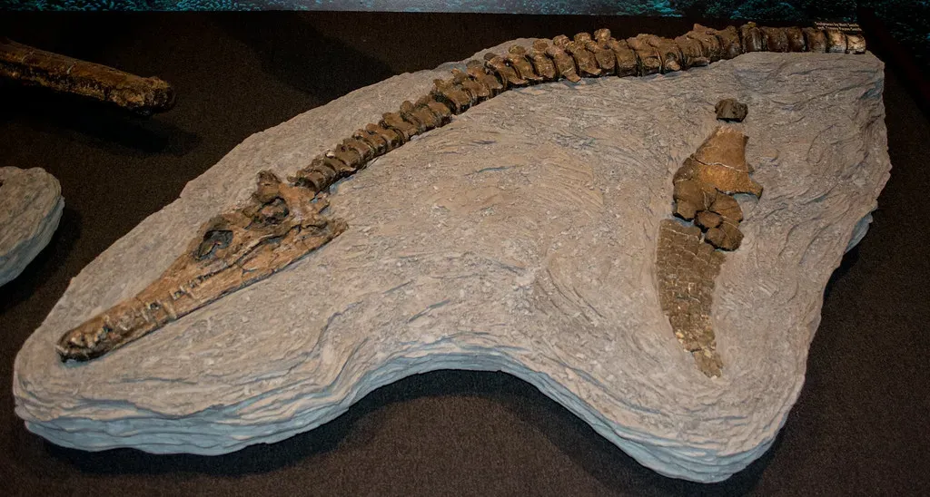 4. Shockingly Long Necks: Plesiosaurs That Broke All the Rules (Tim Evanson, Flickr, CC BY-SA 2.0)