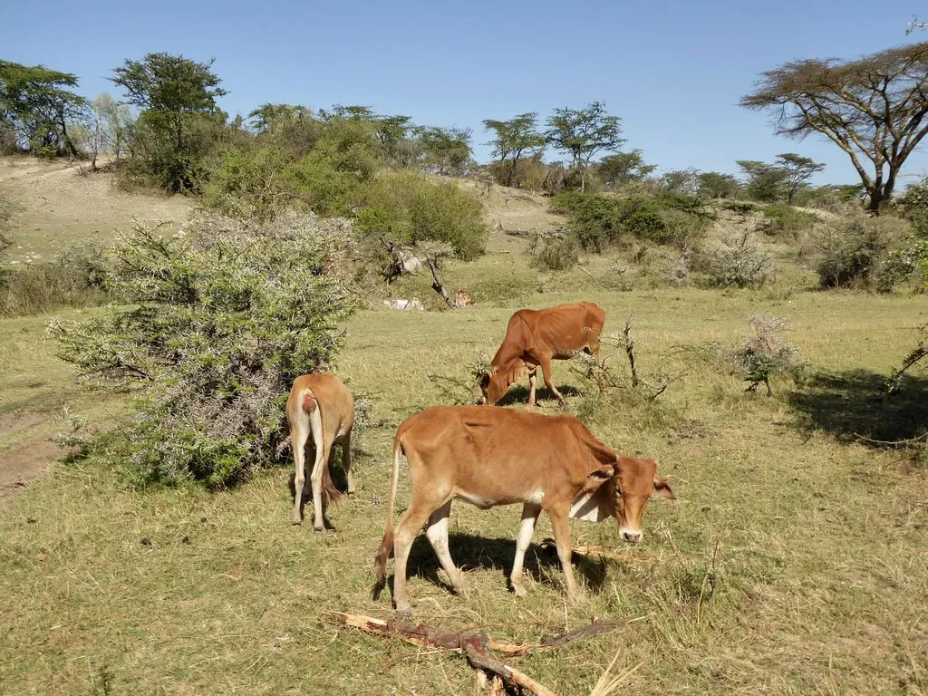 6. Maasai Cattle Are Bred for Survival in Harsh Environments (Regina Hart, Flickr, CC BY 2.0)