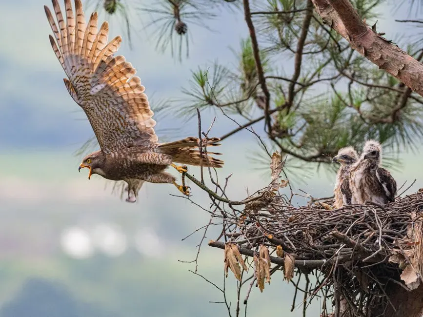 #8 - Siblings Sometimes Kill Each Other, and Cameras Finally Caught the Whole Sequence (Image Credits: Pexels)