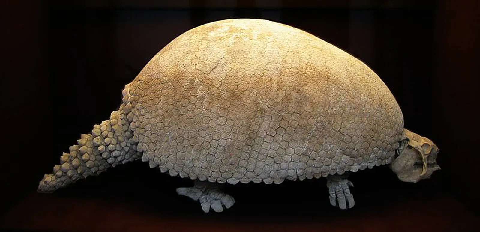 6. Glyptodon: The Living Tank With A Built‑In Shield (By Arentderivative work: WolfmanSF (talk), CC BY-SA 3.0)