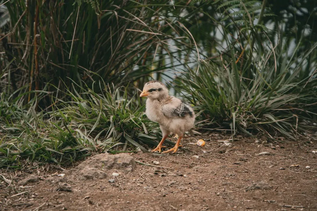 #1 - Running Flat-Out on Two Legs, Long Before Anyone Needed Wings (Image Credits: Unsplash)