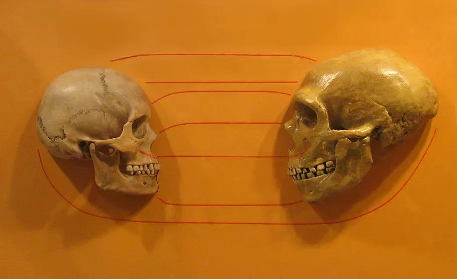 #10 - Three Lonely Bones That Redefined an Entire Region's Fossil Record (By hairymuseummatt (original photo), KaterBegemot (derivative work), CC BY-SA 2.0)