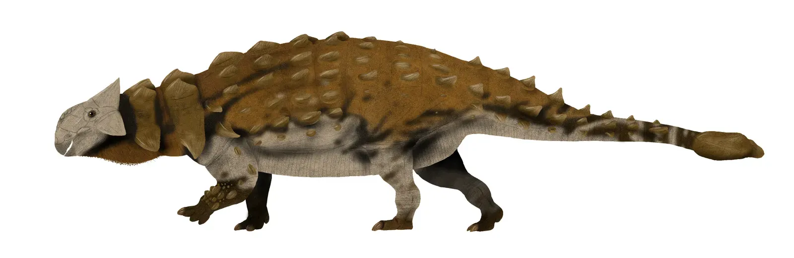 Ankylosaurus: The Ultimate Armored Tank (Image Credits: Wikimedia)