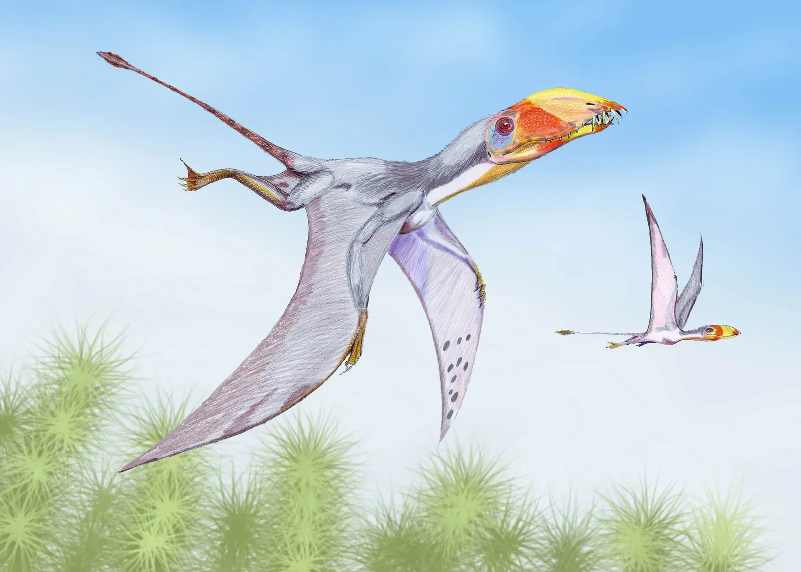 4. Dimorphodon – The Big-Headed Oddball of the Jurassic Cliffs (dmitrchel@mail.ru, CC BY 3.0)