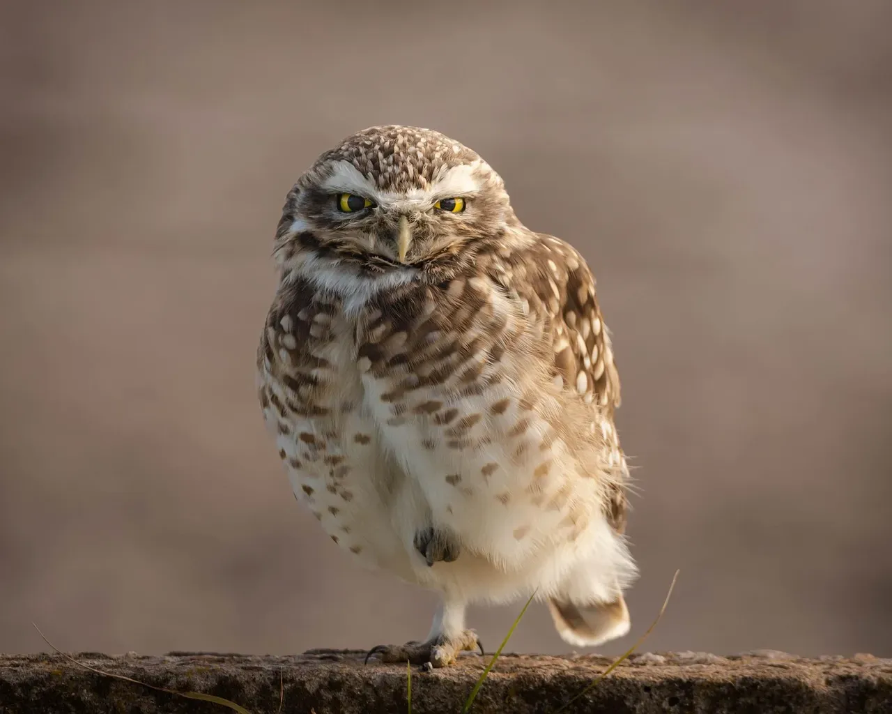 Aquarius: The Solitary Owl (Image Credits: Pixabay)