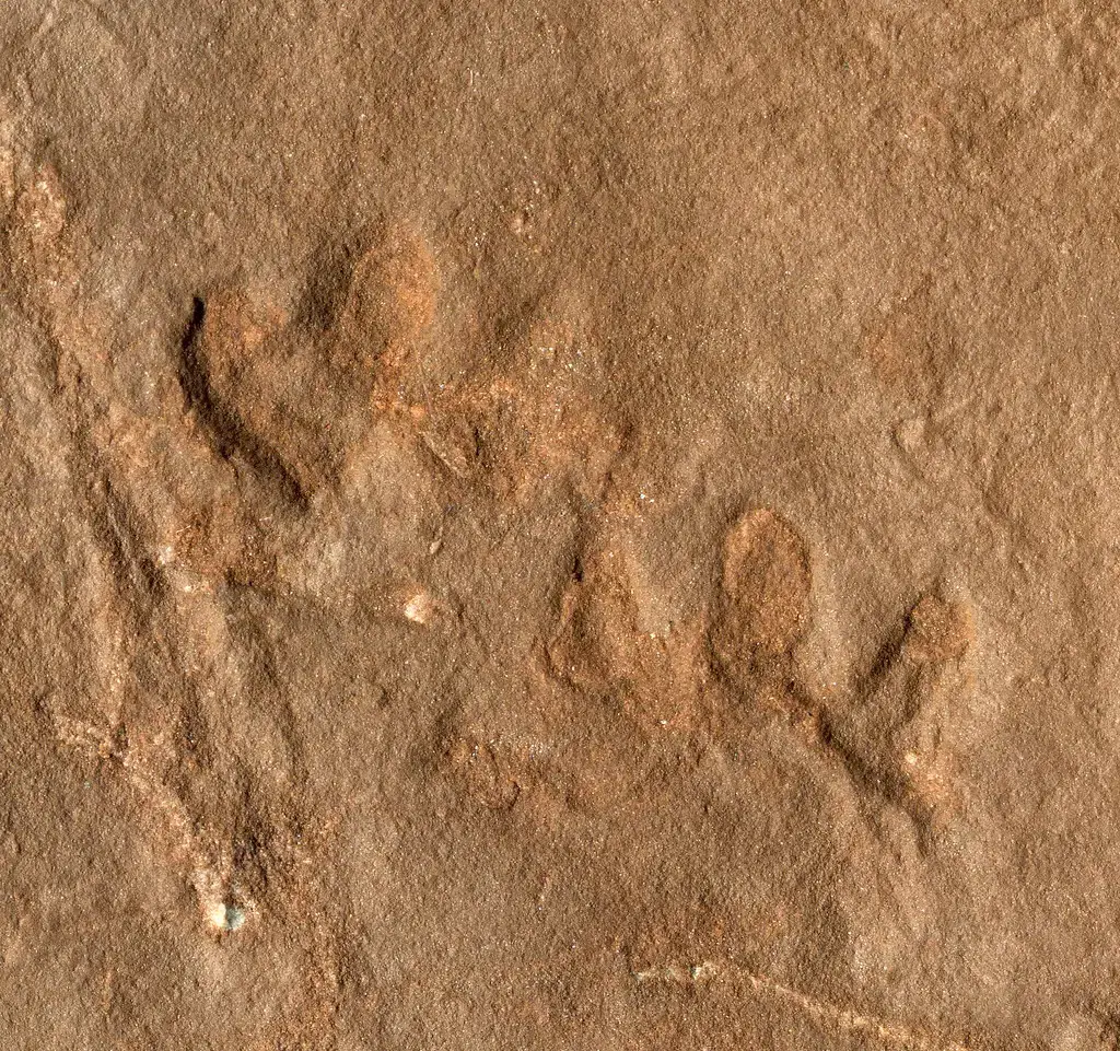 7. Early Tetrapod Trackways: When Footsteps Outran Fossil Bodies (James St. John, Flickr, CC BY 2.0)