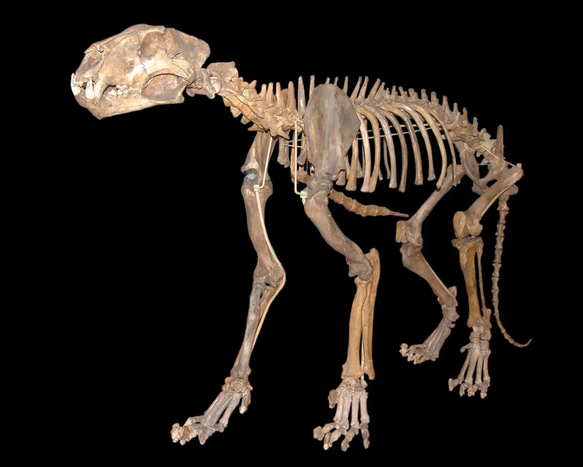 #11 - Cave Lions Outlasted Their Bear Rivals by 14,000 Years (PantheraUploaded by FunkMonk, CC BY 2.0)