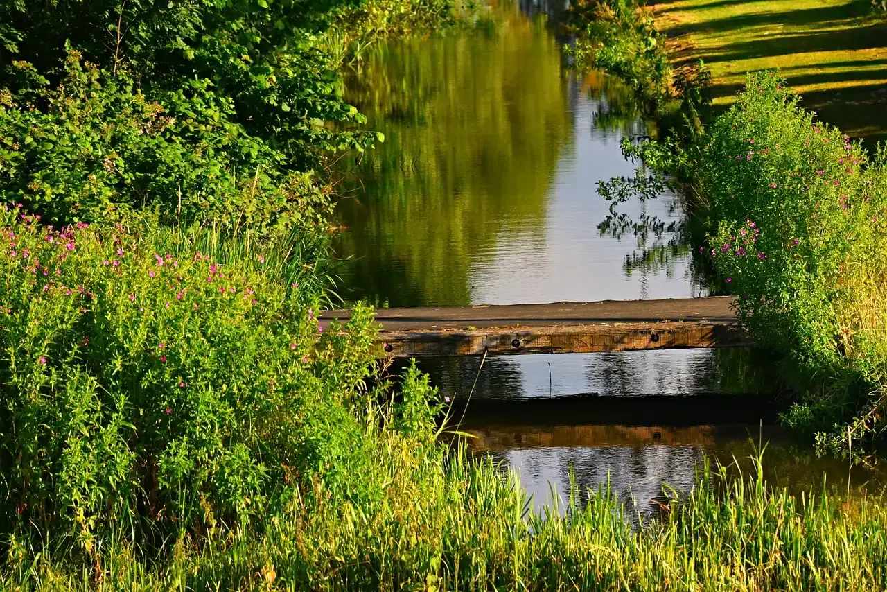 #7 A Ditch Records the Local Plant Community and Its Resilience (Image Credits: Pixabay)